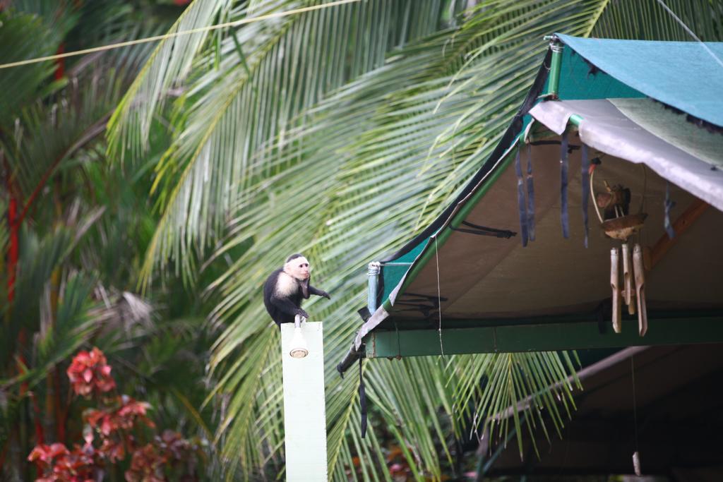 Rafiki Beach Camp Matapalo  Esterno foto